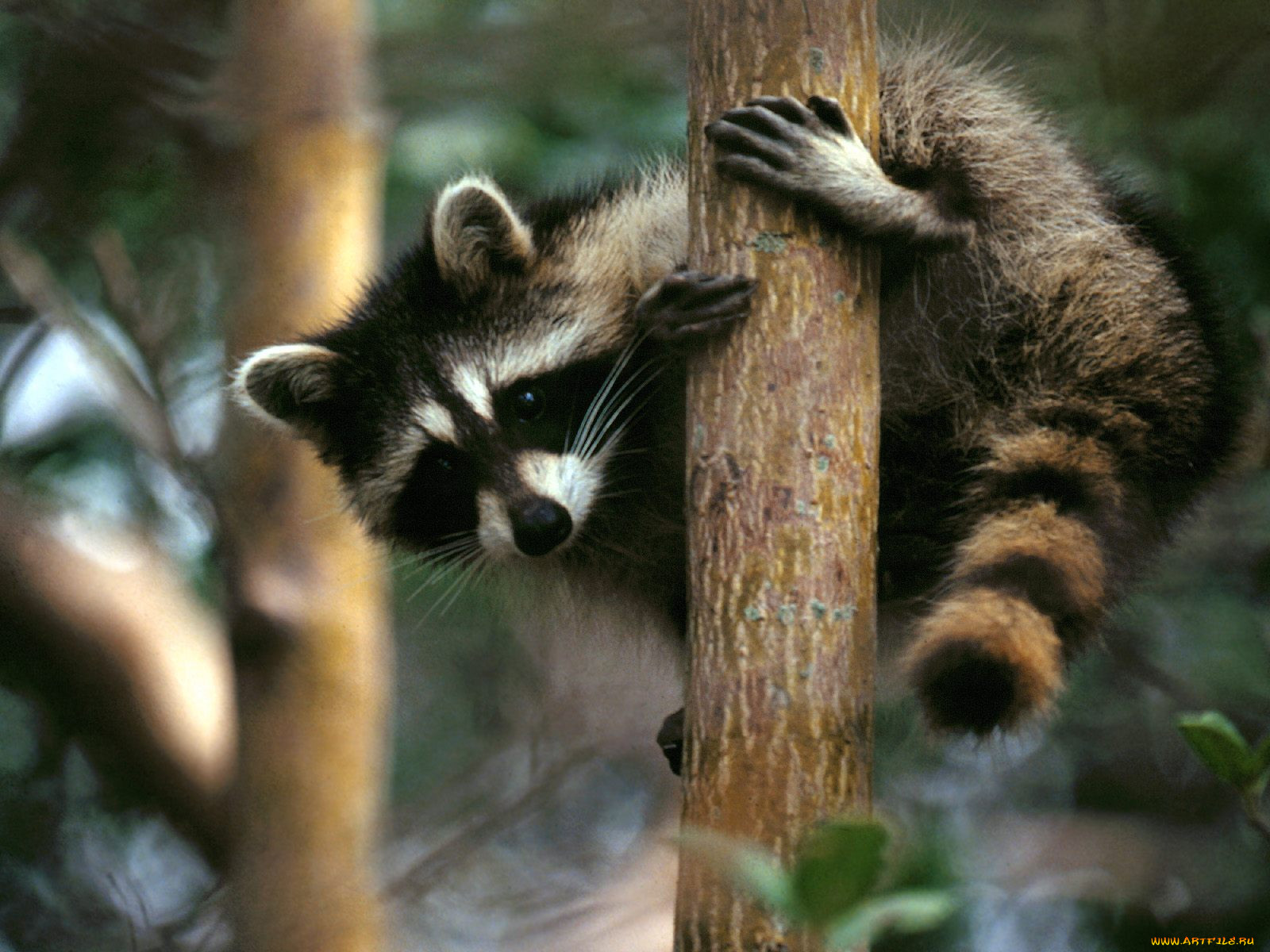 tree, hugger, raccoon, , 